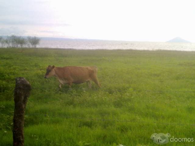 Finca de 32.7 Mnz. En Sn.Francisco Libre - 1